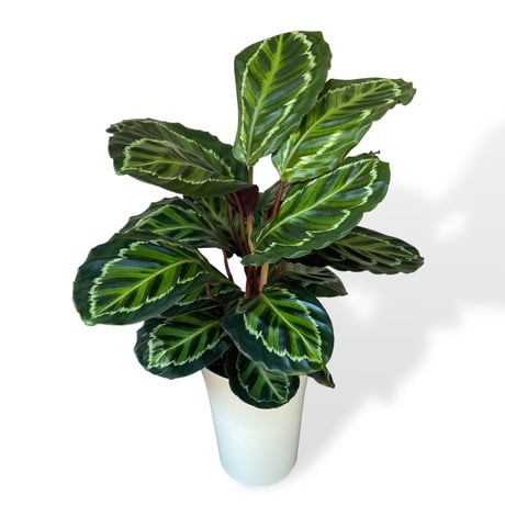 カラテア　メダリオン　Calathea Medallion