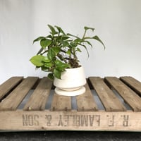 フィロデンドロン　インペリアルプリンス　POT付