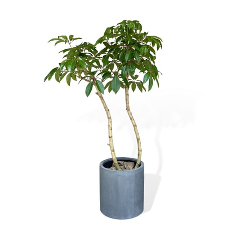 【お届け地域限定】ツピタンサス（シェフレラ・ピュックレリ）