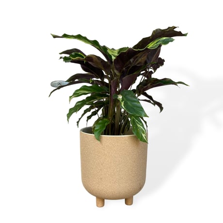 カラテア　ロウイサエ　タイビューティー　Calathea louisae  "Thai beauty"