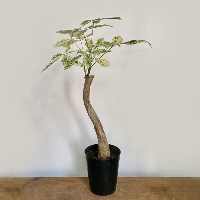 パキラ・ミルキーウェイ パキラ ミルキーウェイ I インドアプランツ I プラントソサエティ