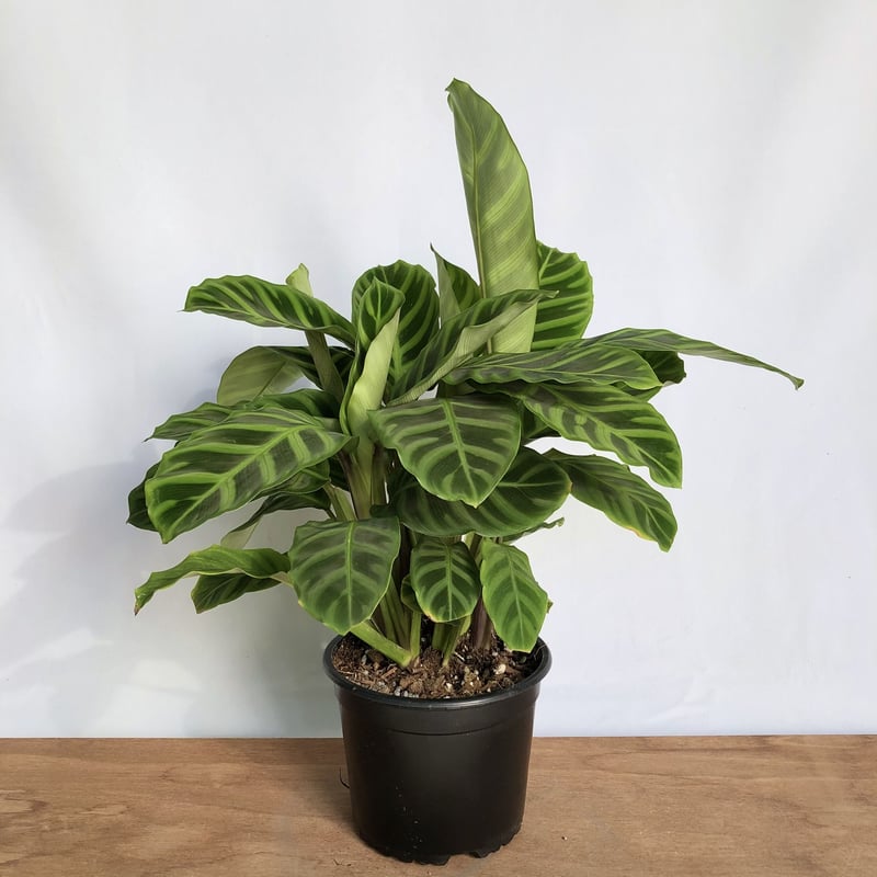 Caryota zebrina 多肉植物 カラテアゼブリナ 本店 カラテア ゼブリナ 4