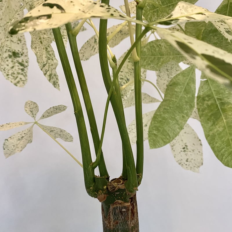 パキラ ミルキーウェイ | C STORE C