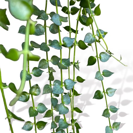 ディスキディア　ミリオンハート（ルスキフォリア）　　Dischidia "Ruscifolia"