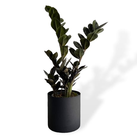 ザミオクルカス　レイヴン　POT付　Zamioculcas zamiifolia　”Raven"