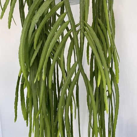 リプサリス　ホルビアーナ