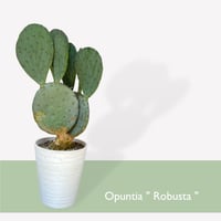 ウチワサボテン　ロブスタ(大丸盆)　Opuntia robusta
