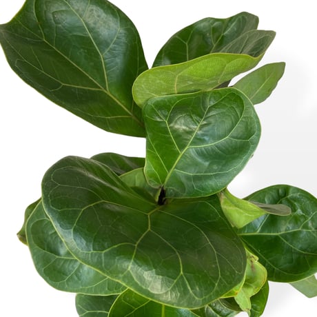 フィカス リラータ バンビーノ（カシワバゴム）　Ficus lyrata bambino