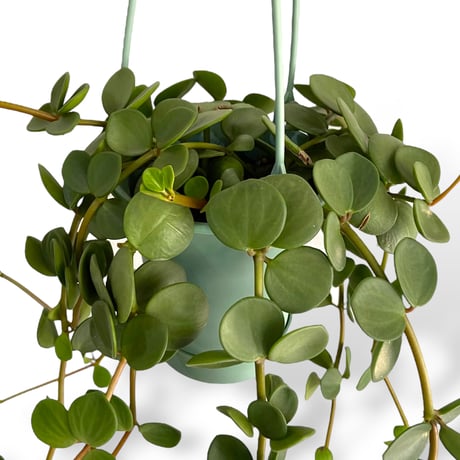 ペペロミア　ホープ　Peperomia obtusifolia "Hope"