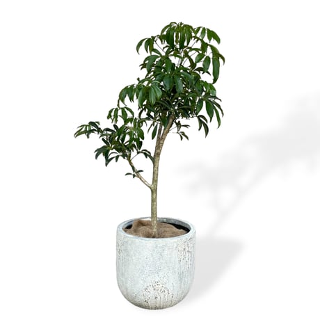 【お届け地域限定】シェフレラ　コンパクタ　Schefflera arboricola Compacta