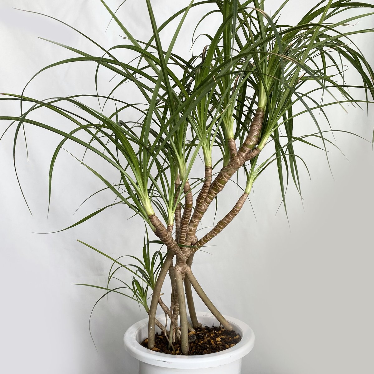 タコノキ　タコの木　観葉植物　多肉植物 タコの木