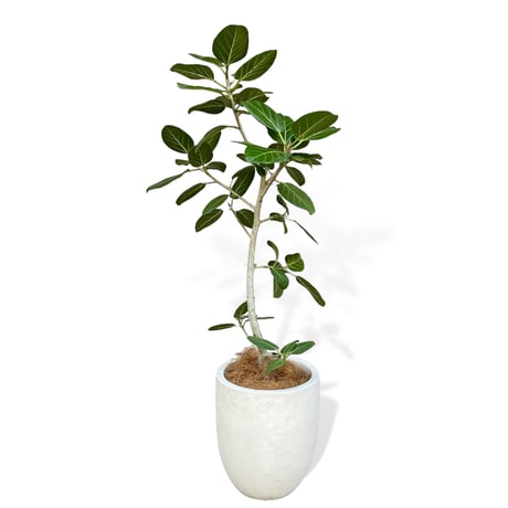 フィカス　ベンガレンシス　Ficus "benghalensis"