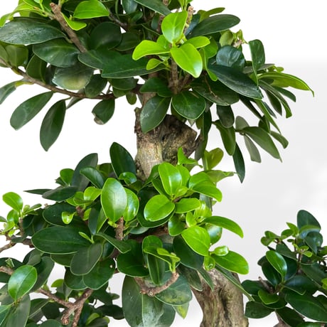 ガジュマル 昇竜　Ficus microcarpa