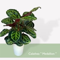 カラテア　メダリオン　Calathea Medallion