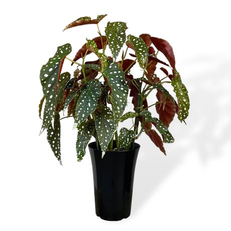 ベゴニア　ホクトシチセイ（北斗七星）　Begonia  ”Hokutoshichisei”