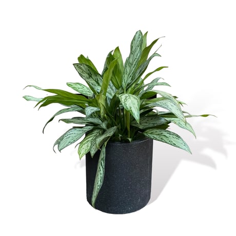 アグラオネマ シルバークイーン　POT付　　Aglaonema "Silver Queen"