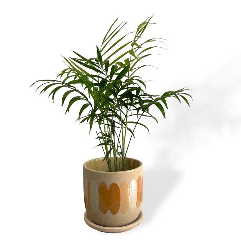 テーブルヤシ POT付 Chamaedorea elegans | C STORE C