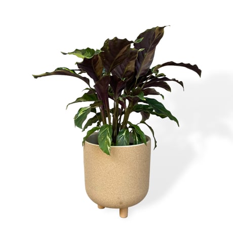カラテア　ロウイサエ　タイビューティー　Calathea louisae  "Thai beauty"