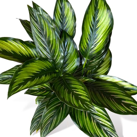 カラテア　ビューティースター　Calathea　"Beauty Star"