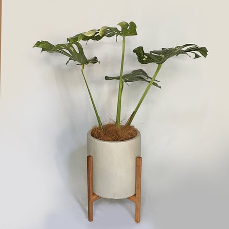 モンステラ　デリシオーサ　イエローモンスター POT付