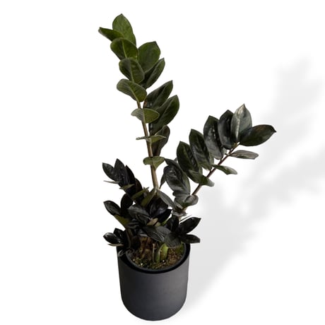 ザミオクルカス　レイヴン　POT付　Zamioculcas zamiifolia　”Raven"