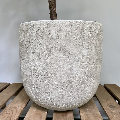 フィカス　バーガンディー　POT付