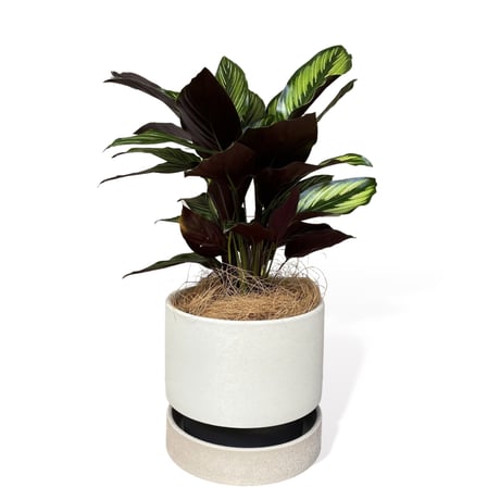 カラテア　ビューティースター　Calathea　"Beauty Star"