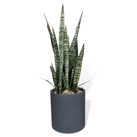 サンスベリア　ゼラニカ　Sansevieria "zeylanica"