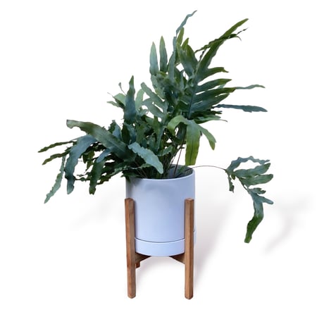 フレポディウム　オーレム　ブルースター　Phlebodium aureum  "Blue Star"