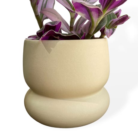 トラディスカンチア　Tradescantia