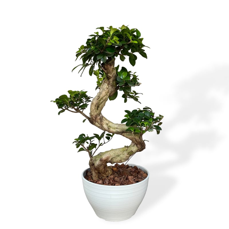ガジュマル 昇竜 Ficus microcarpa | C STORE C ガジュマル 昇竜 Ficus microcarpa | C STORE C