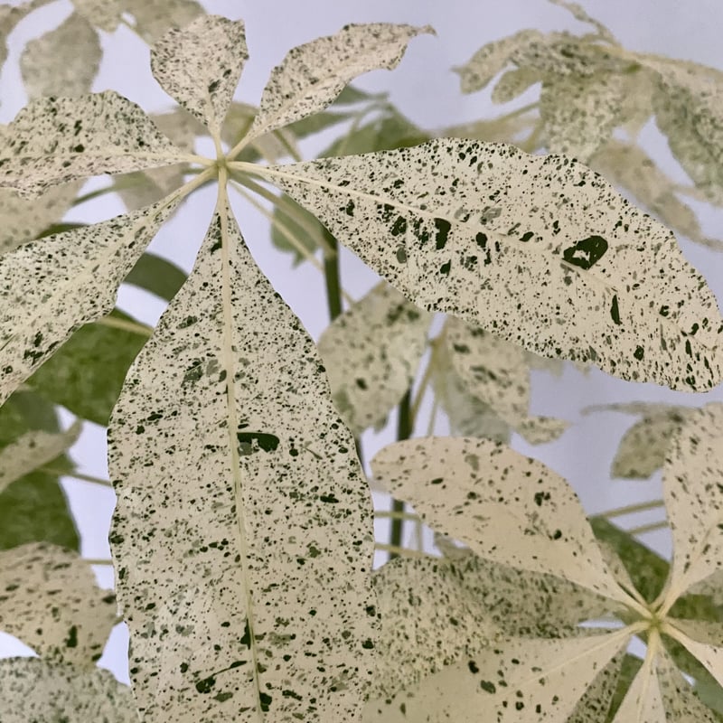 【特大サイズ♥白率高め】パキラ ミルキーウェイ 大型 曲がり 楽天市場】フェイクグリーン 大型 観葉植物 パキラ ミルキーウェイ