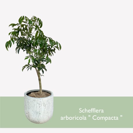 【お届け地域限定】シェフレラ　コンパクタ　Schefflera arboricola Compacta