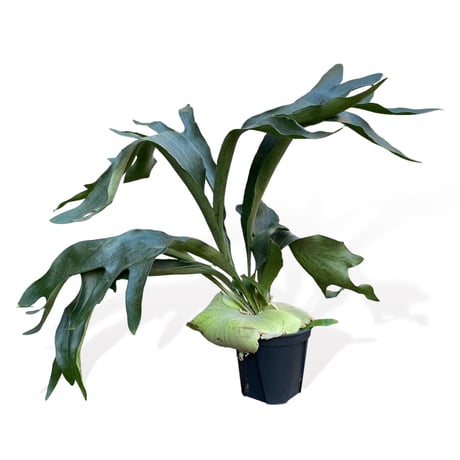 プラティセリウム　ネザーランド　　Platycerium "Netherlands"
