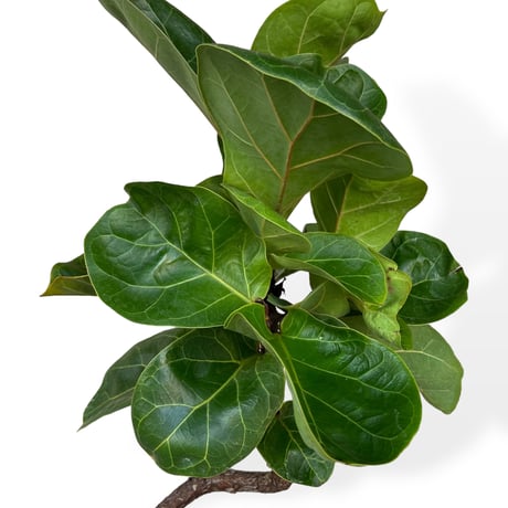 フィカス リラータ バンビーノ（カシワバゴム）　Ficus lyrata bambino
