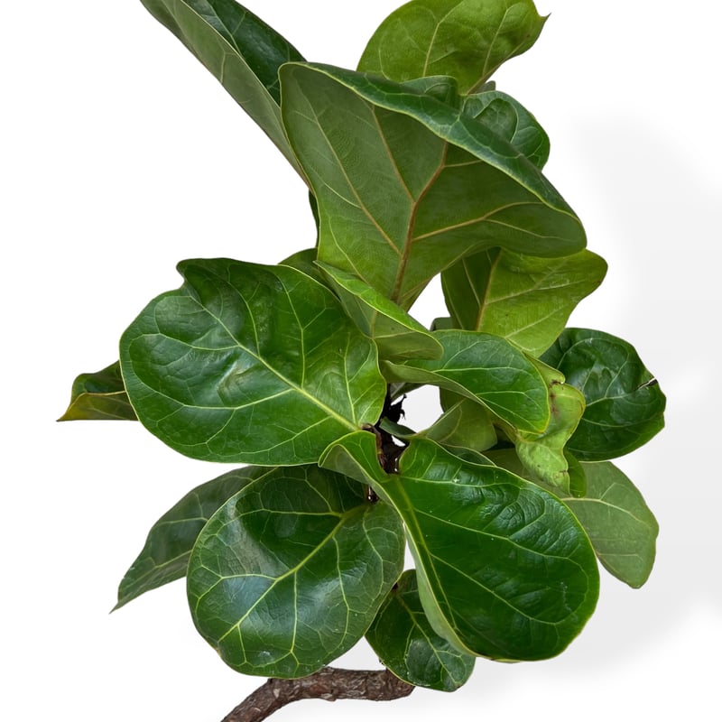 フィカス リラータ バンビーノ（カシワバゴム） Ficus lyrata bambino