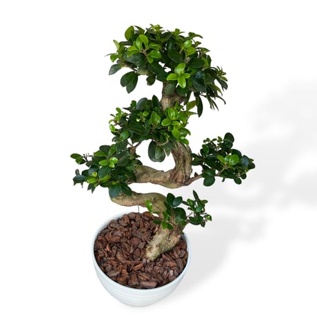 ガジュマル 昇竜　Ficus microcarpa