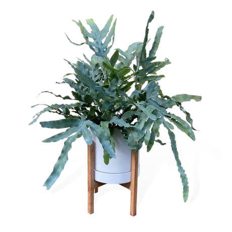 フレポディウム　オーレム　ブルースター　Phlebodium aureum  "Blue Star"