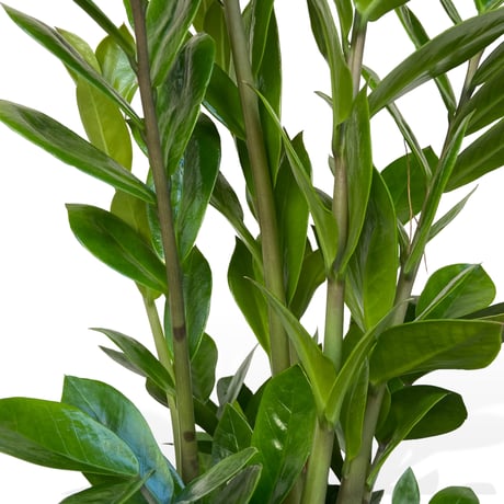ザミオクルカス　ザミーフォリア　Zamioculcas zamiifolia