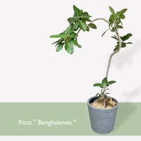 【お届け地域限定】フィカス　ベンガレンシス　 Ficus ”Benghalensis”