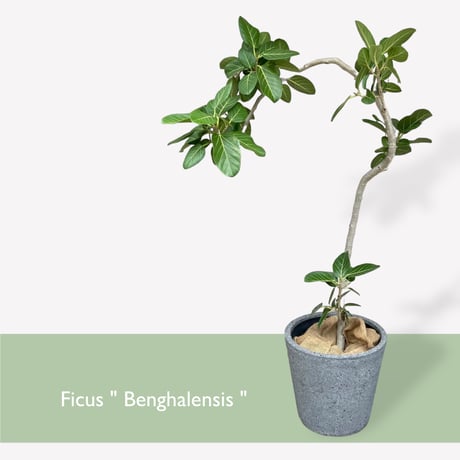 【お届け地域限定】フィカス　ベンガレンシス　 Ficus ”Benghalensis”