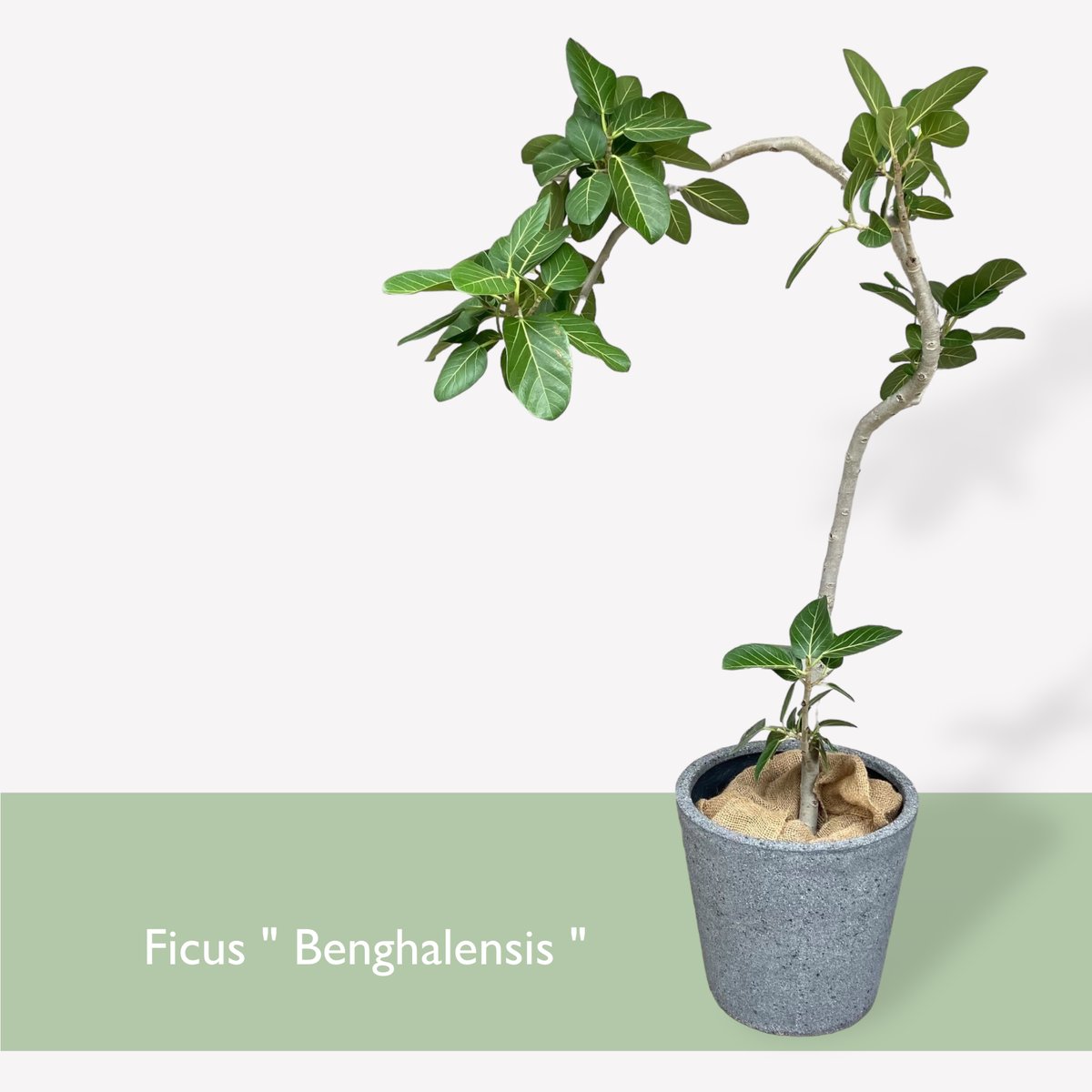 引き取り優先　フィカス・ベンガレンシス(東京・お届け可能) お届け地域限定】フィカス ベンガレンシス Ficus ”Benghalensis” | C