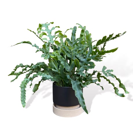 フレポディウム　オーレム　ブルースター　POT付　　Phlebodium aureum  "Blue Star"