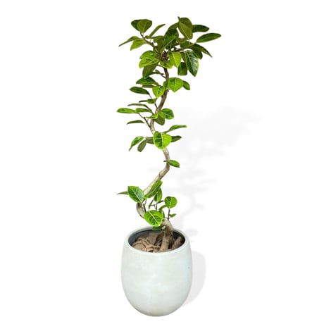 【お届け可能地域】フィカス アルテシマ　Ficus ”Altissima"