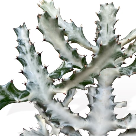 ユーフォルビア　ホワイトゴースト　　Euphorbia lactea "White Ghost"