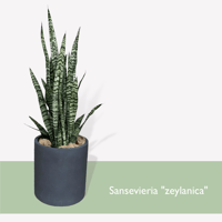 サンスベリア　ゼラニカ　Sansevieria "zeylanica"