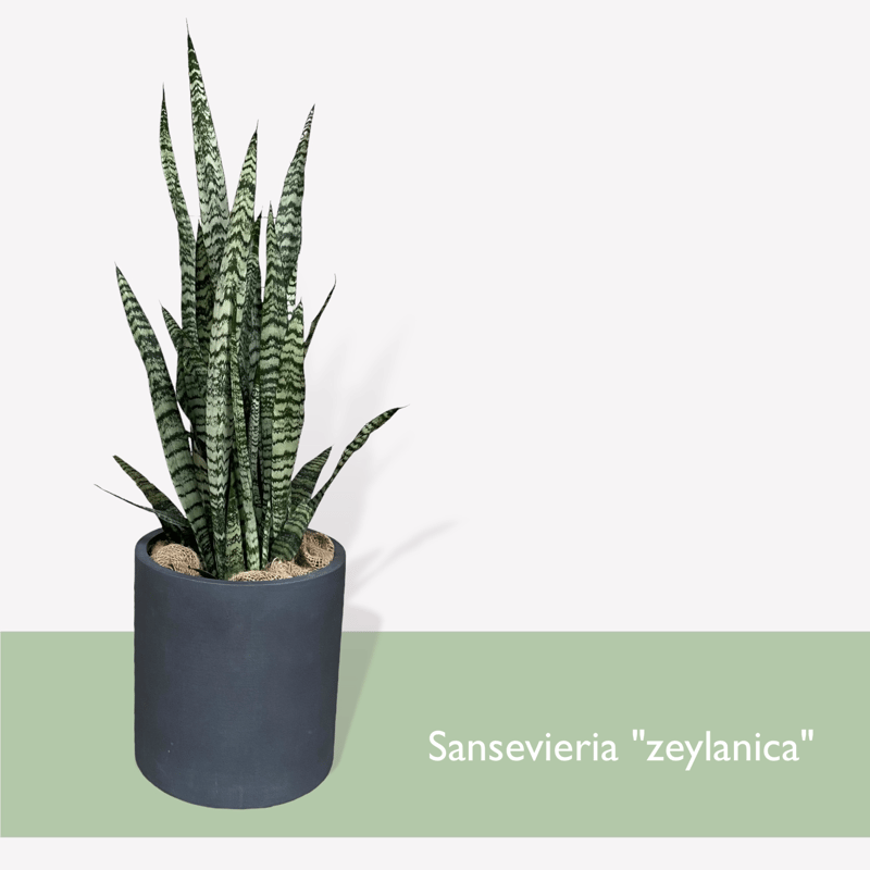 サンスベリア ゼラニカ Sansevieria 