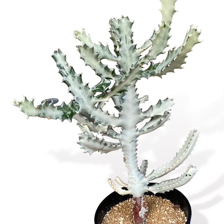 ユーフォルビア　ホワイトゴースト　　Euphorbia lactea "White Ghost"