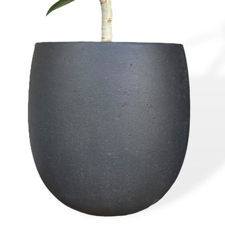 フィカス　ベンガレンシス　Ficus benghalensis