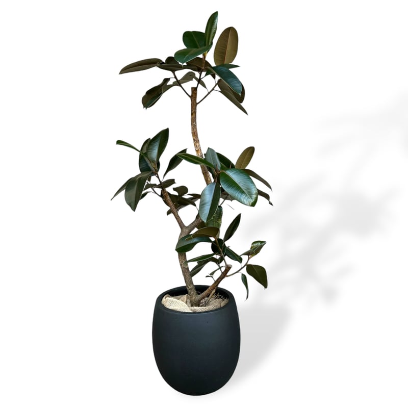 ［現品］【希少】☆おすすめ☆ 89番　フィカス　グランディス　曲がり　8号 お届け地域限定】フィカス バーガンディー | C STORE C